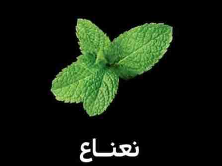 نعناع