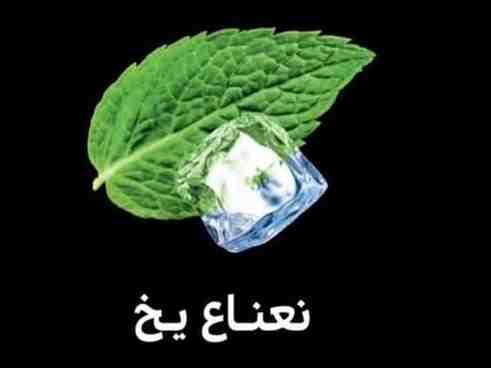 نعناع یخ