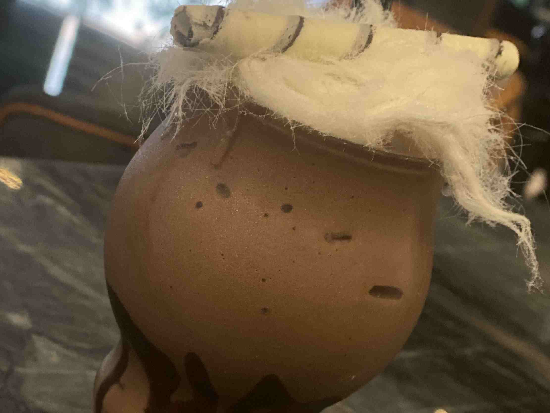 کلاسیک شکلات