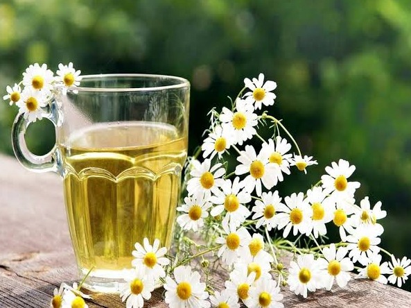 گل گاو زبان بابونه