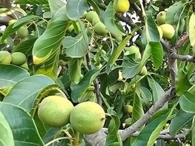 طرح ویژه - گردو - شمیرانات