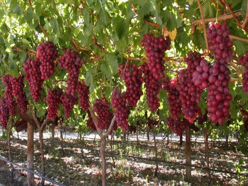 طرح پایه - انگور رو سیمی - کل استان