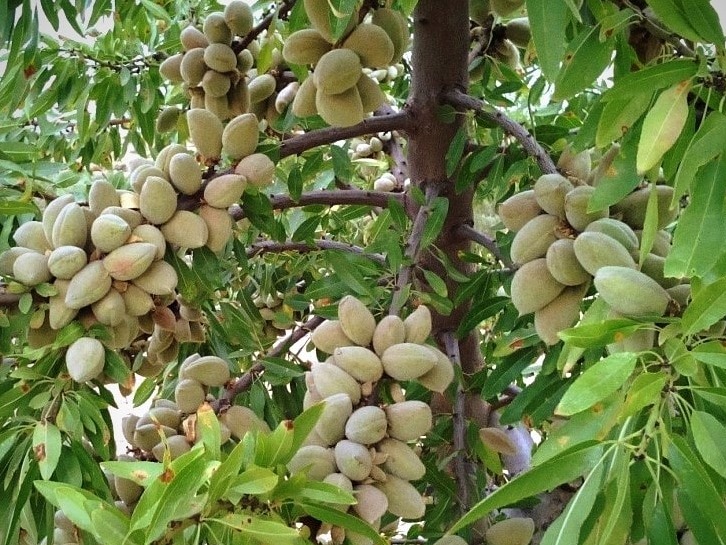 طرح ویژه - بادام آبی پیوندی - کل استان