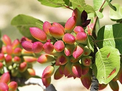 طرح پایه - پسته - ورامین