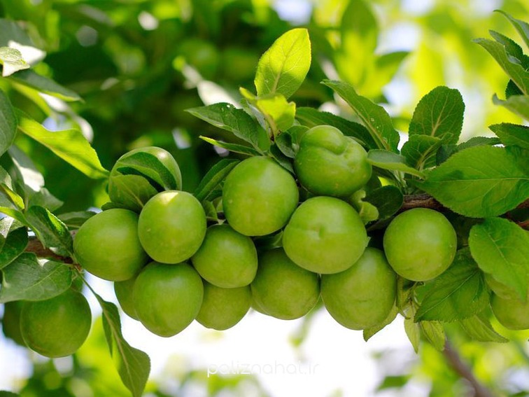 طرح ویژه - گوجه سبز - شهریار