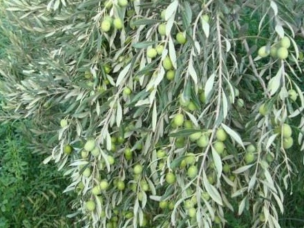 طرح قبل از باروری - تنه درخت زیتون - کل کشور