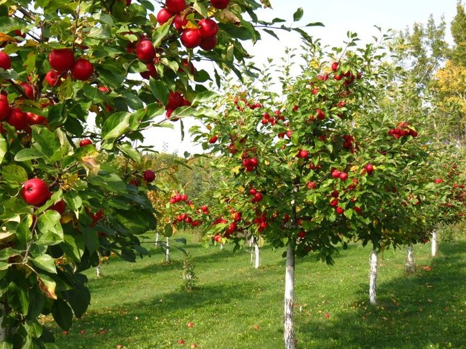 طرح بعد از باروری - تنه درخت سیب - کل کشور