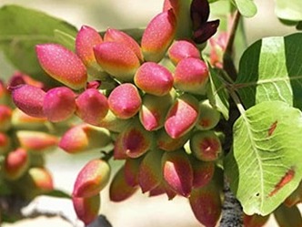 طرح بعد از باروری - تنه درخت پسته - کل کشور