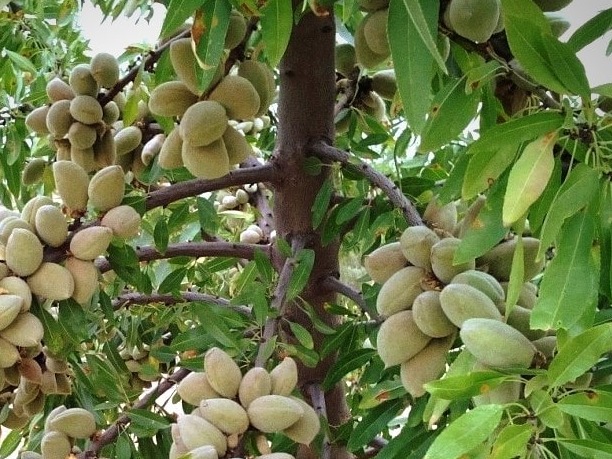 طرح قبل از باروری - تنه درخت بادام - کل کشور
