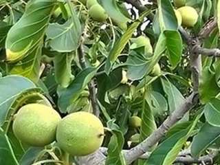 طرح بعد از باروری - تنه درخت گردو - کل کشور
