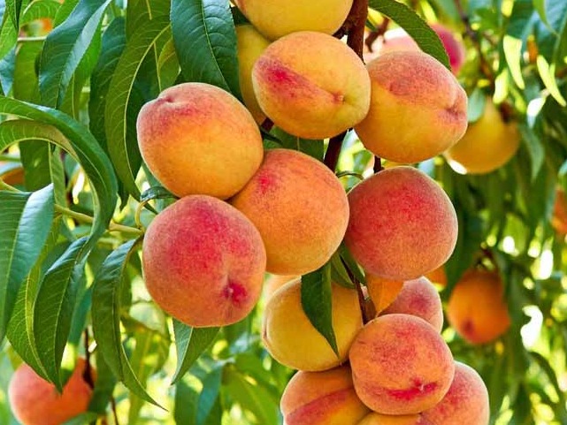 طرح قبل از باروری - تنه درخت هلو - کل کشور