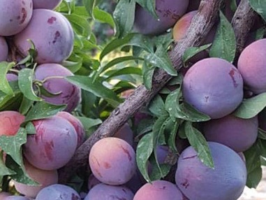 طرح بعد از باروری - تنه درخت آلو - کل کشور