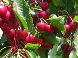 طرح قبل از باروری - تنه درخت گیلاس - کل کشور