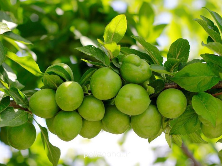 طرح قبل از باروری - تنه درخت گوجه سبز - کل کشور