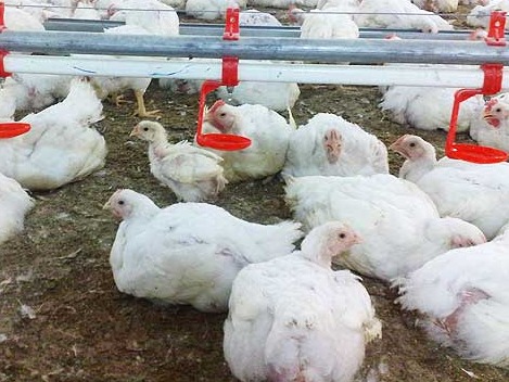 طرح پایه - نیمچه گوشتی - کل کشور