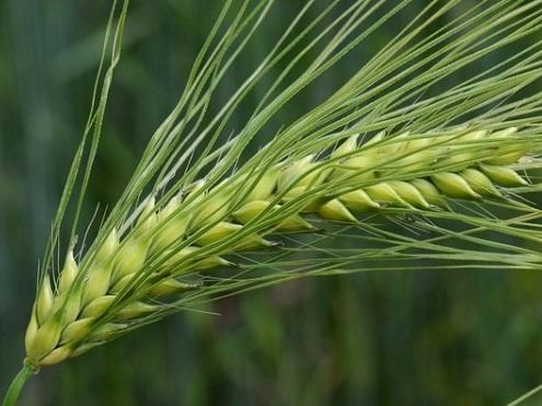 طرح جامع بدون خشکسالی - گندم آبی - اسلامشهر