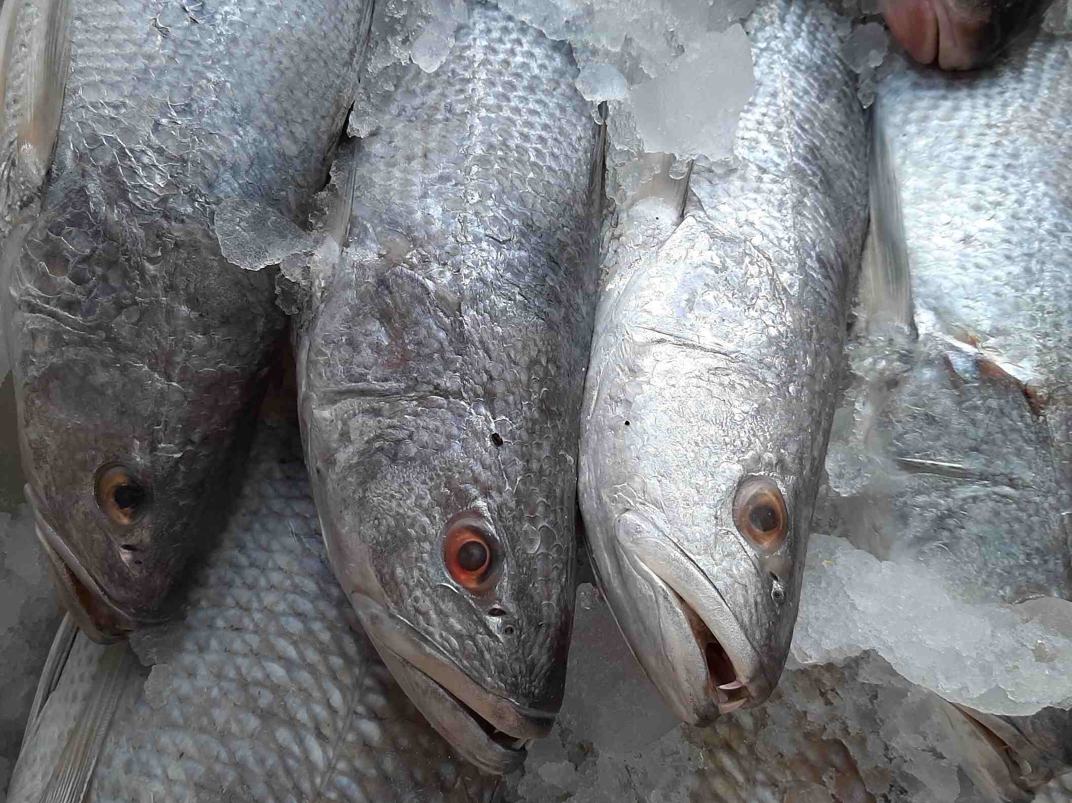 شوریده