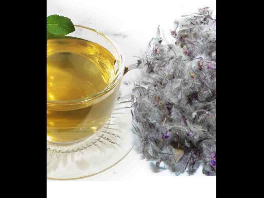 چای کوهی
