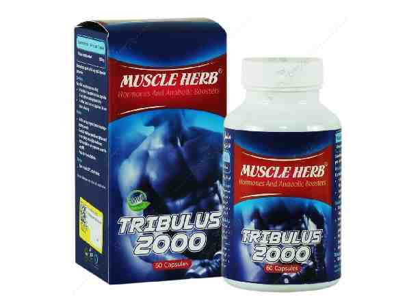 MUSCLE HERB