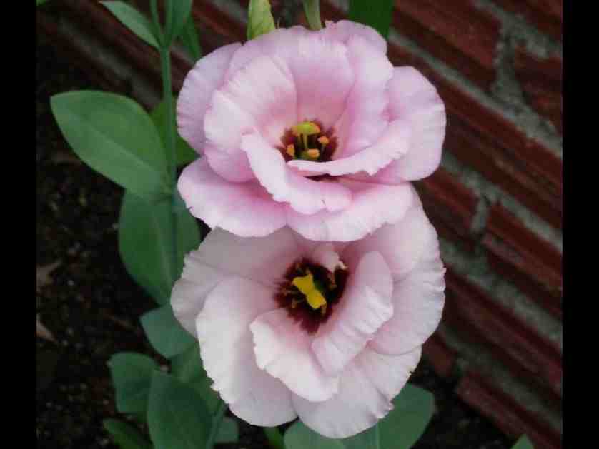 لیسین توس