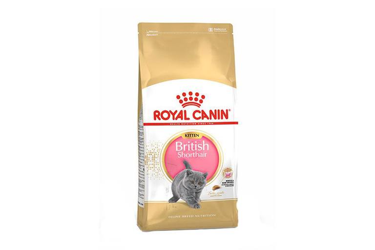 بریتیش کیتن ۲ کیلوگرم ( British kitten)