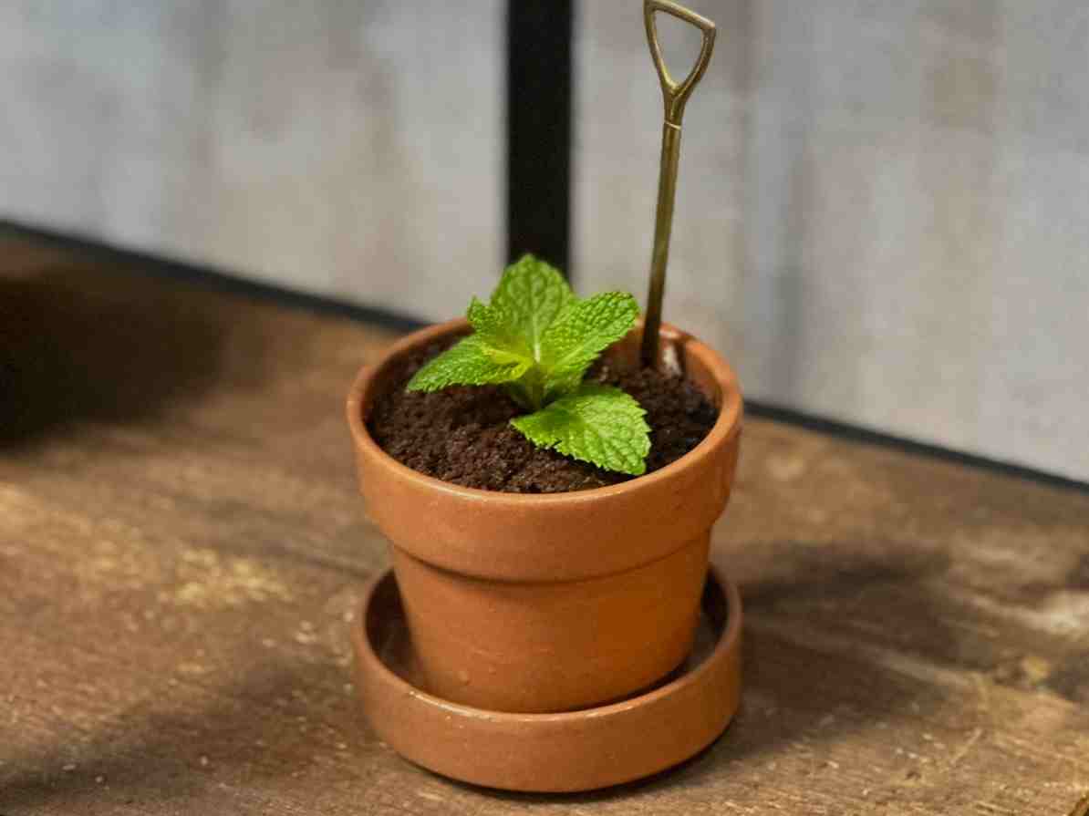 گاردن