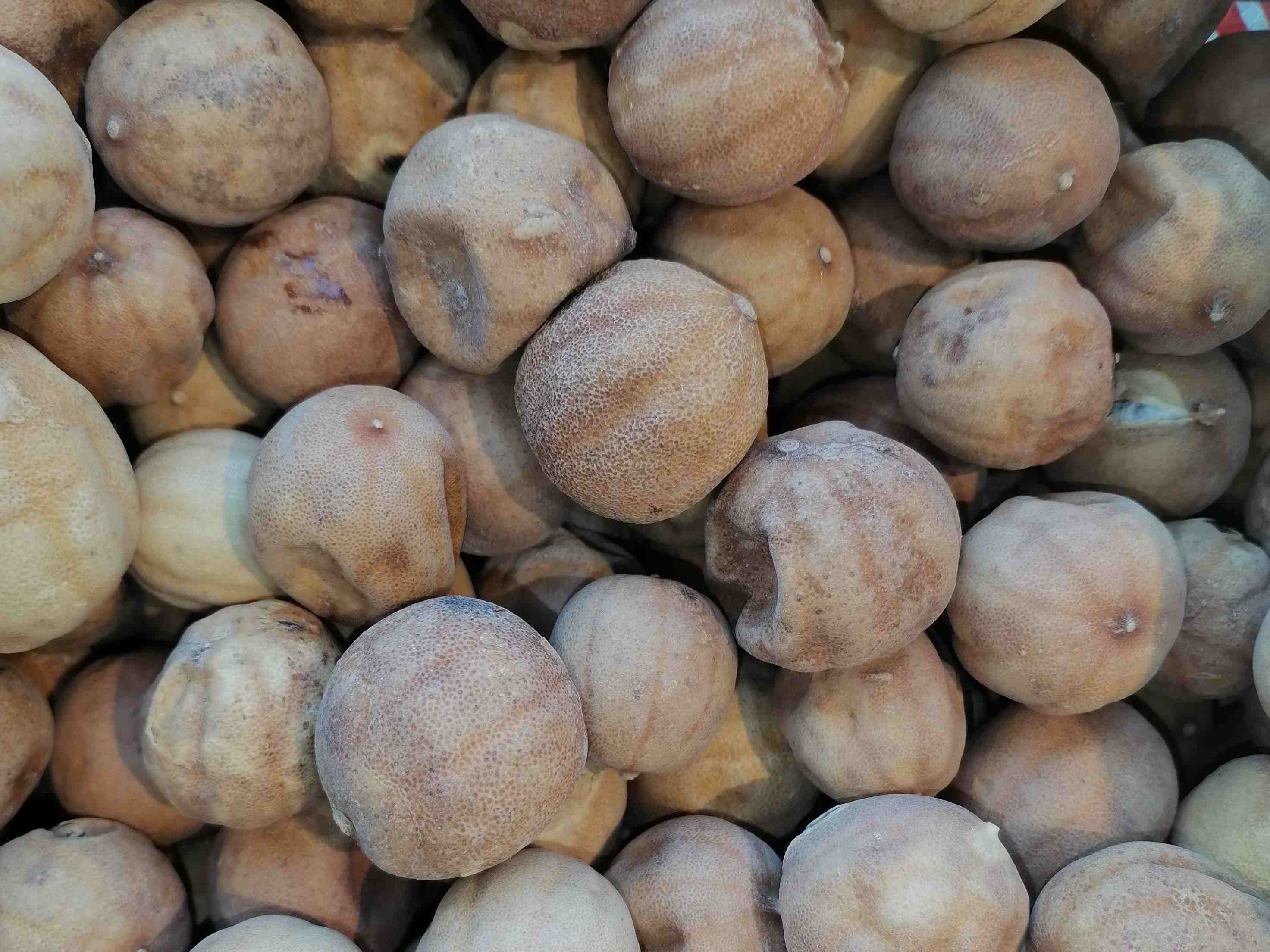 لیمو عمانی متوسط / 250gr